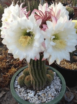 Jeu Puzzle Casse-tête en ligne Fleurs Nature Cactus