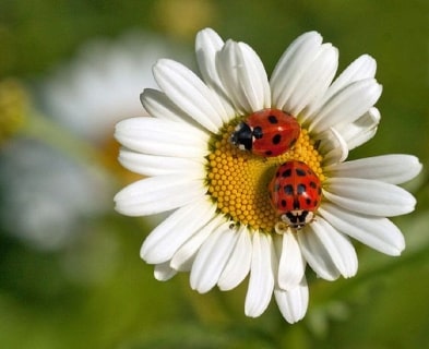 Jeu Puzzle Casse-tête en ligne Fleurs Nature Coccinelles Marguerite