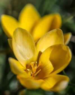 Jeu Puzzle Casse-tête en ligne Fleurs Nature Crocus Goldilocks