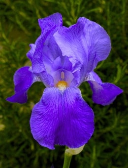 Jeu Puzzle Casse-tête en ligne Fleurs Nature Iris bleu