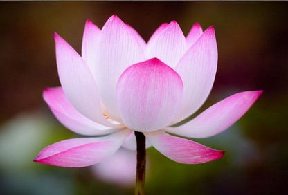 Jeu Puzzle Casse-tête en ligne Fleurs Nature Lotus