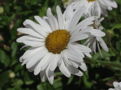 Jeu Puzzle Casse-tête en ligne Fleurs Nature Marguerite blanche