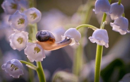 Jeu Puzzle Casse-tête en ligne Fleurs Nature Muguet Escargot