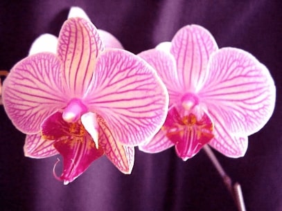 Jeu Puzzle Casse-tête en ligne Fleurs Nature Orchidées rose