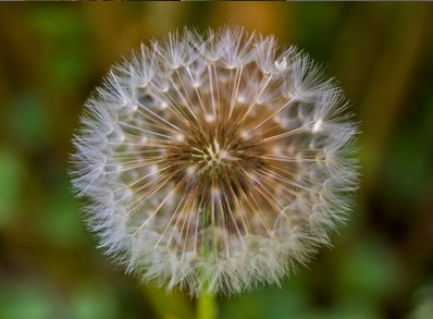 Jeu Puzzle Casse-tête en ligne Fleurs Nature Pissenlit