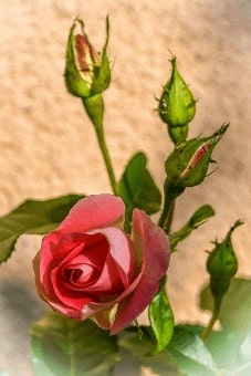 Jeu Puzzle Casse-tête en ligne Fleurs Nature Rose rouge