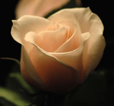 Jeu Puzzle Casse-tête en ligne Fleurs Nature Rose délicate