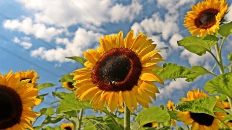 Jeu Puzzle Casse-tête en ligne Fleurs Nature Tournesol