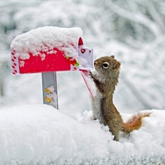 Puzzle sur les animaux du mois de février - Petit écureuil dans la neige