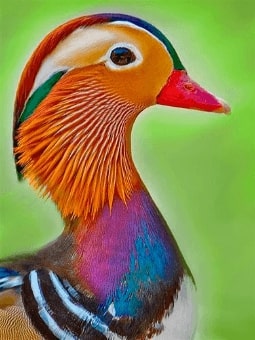 Jeu Puzzle Casse-tête en ligne Animaux Oiseaux Canard Mandarin