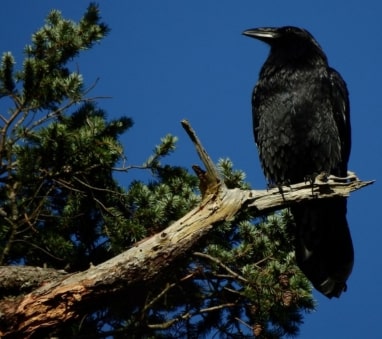 Jeu Puzzle Casse-tête en ligne Animaux Oiseaux Corbeau