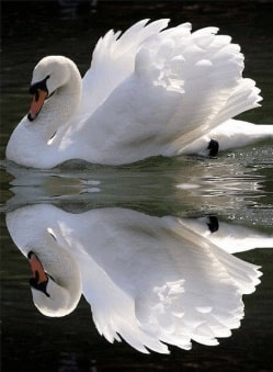 Jeu Puzzle Casse-tête en ligne Animaux Oiseaux Cygne