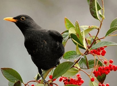 Jeu Puzzle Casse-tête en ligne Animaux Oiseaux Merle