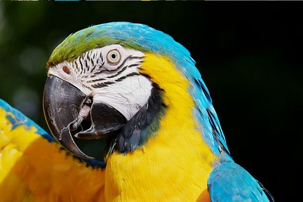 Jeu Puzzle Casse-tête en ligne Animaux Oiseaux Perroquet Ara