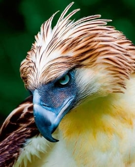 Jeu Puzzle Casse-tête en ligne Animaux Oiseaux Pithécophage Philippines Aigle singes