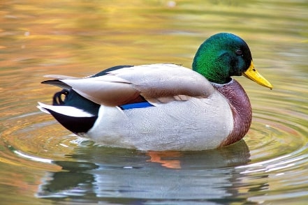 Jeu Puzzle Casse-tête en ligne Animaux Oiseaux Canard Colvert Mallard