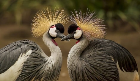 Jeu Puzzle Casse-tête en ligne Animaux Oiseaux Grues couronnées