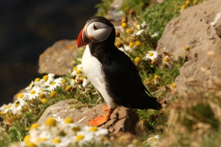 Jeu Puzzle Casse-tête en ligne Animaux Oiseaux Macareux moine sauvage