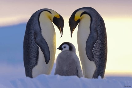 Jeu Puzzle Casse-tête en ligne Animaux Oiseaux Famille manchots