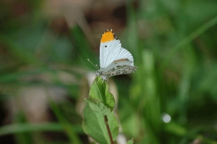 Jeu Puzzle Casse-tête en ligne Animaux Insectes Papillons Aurore Orange tip