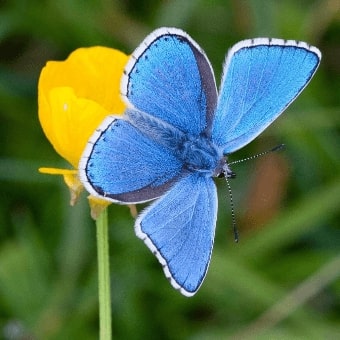 Jeu Puzzle Casse-tête en ligne Animaux Insectes Papillons Azuré bleu céleste