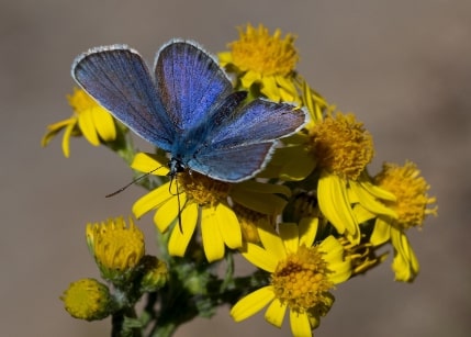 Jeu Puzzle Casse-tête en ligne Animaux Insectes Papillons Azuré ajonc Petit argus Plebejus