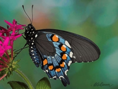 Jeu Puzzle Casse-tête en ligne Animaux Insectes Papillons Battus philenor
