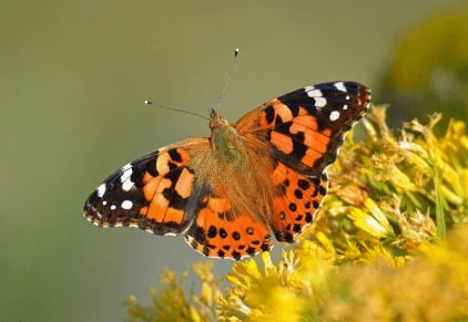 Jeu Puzzle Casse-tête en ligne Animaux Insectes Papillons Belle dame