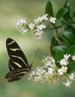 Jeu Puzzle Casse-tête en ligne Animaux Insectes Papillons zèbre Heliconius charithonia