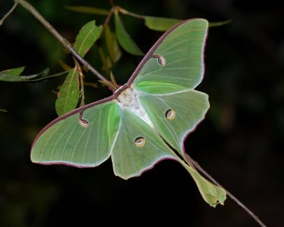 Jeu Puzzle Casse-tête en ligne Animaux Insectes Papillon Lune