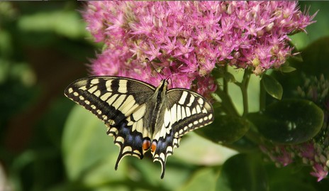 Jeu Puzzle Casse-tête en ligne Animaux Insectes Papillons Machaon Fleur