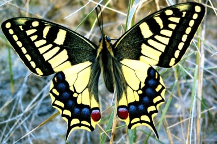 Jeu Puzzle Casse-tête en ligne Animaux Insectes Papillons Machaon