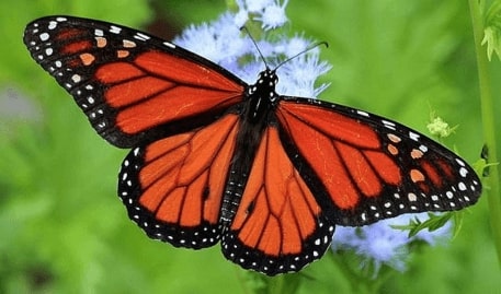 Jeu Puzzle Casse-tête en ligne Animaux Insectes Papillons Monarque