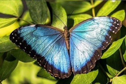 Jeu Puzzle Casse-tête en ligne Animaux Insectes Papillons Morpho bleu menelaus