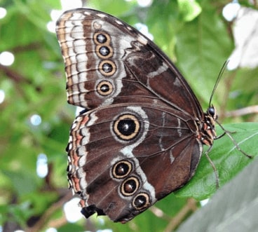 Jeu Puzzle Casse-tête en ligne Animaux Insectes Papillons Morpho peleides