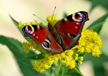 Jeu Puzzle Casse-tête en ligne Animaux Insectes Papillons Paon du jour