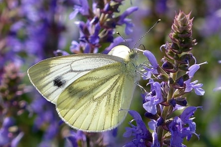 Jeu Puzzle Casse-tête en ligne Animaux Insectes Papillon Piéride du chou Pieris brassicae