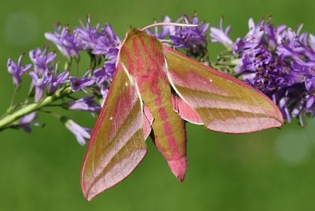 Jeu Puzzle Casse-tête en ligne Animaux Insectes Papillon Grand Sphinx Deilephila elpenor