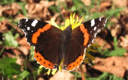 Jeu Puzzle Casse-tête en ligne Animaux Insectes Papillons Vulcain