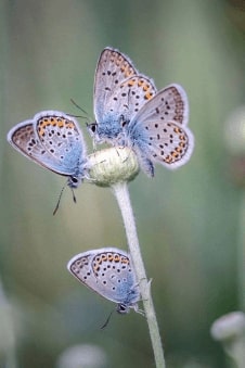 Jeu Puzzle Casse-tête en ligne Animaux Insectes Papillons Bel Argus Lysandra bellargus