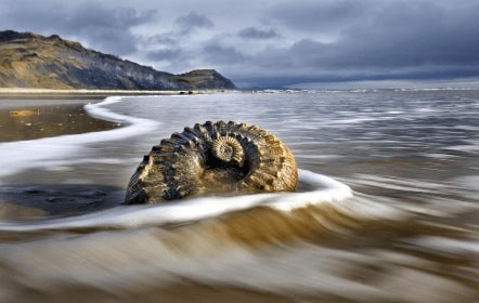 Jeu Puzzle Casse-tête en ligne Paysages Plages Lyme Regis Coquillage Fossile