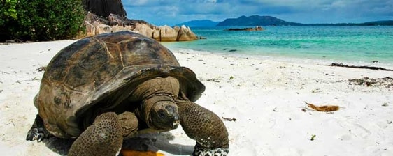 Jeu Puzzle Casse-tête en ligne Paysages Plages Tortue Seychelles