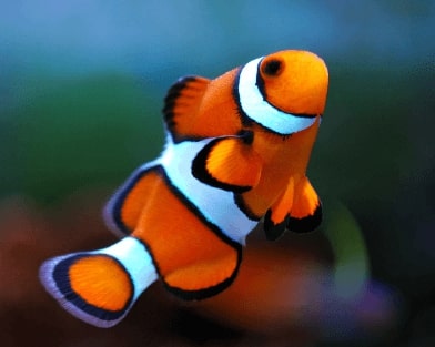 Jeu Puzzle Casse-tête en ligne Animaux Mer Poissons clown Amphiprioninae