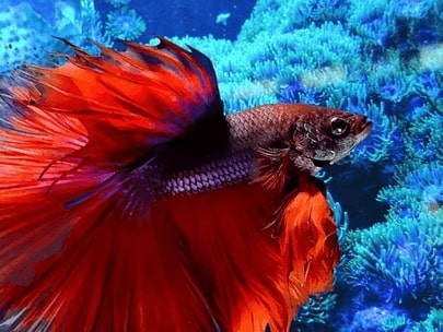 Jeu Puzzle Casse-tête en ligne Animaux Mer Poisson Combattant Betta splendens