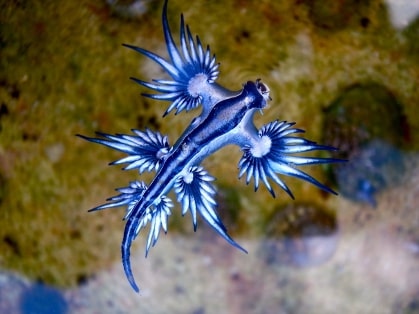 Jeu Puzzle Casse-tête en ligne Animaux Mer Poisson Dragon bleu Blue glaucus atlanticus