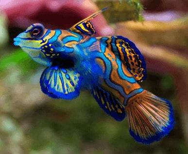 Jeu Puzzle Casse-tête en ligne Animaux Mer Poissons mandarin cachemire Synchiropus splendidus