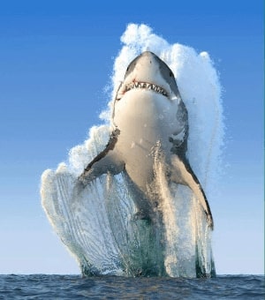 Jeu Puzzle Casse-tête en ligne Animaux Mer Poissons Requin blanc attaque