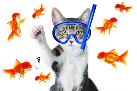 Jeu Puzzle Casse-tête en ligne Animaux Mer Poissons rouges Chat