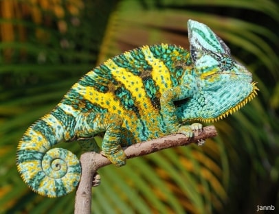 Jeu Puzzle Casse-tête en ligne Animaux Reptiles Caméléon vert