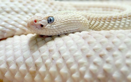 Jeu Puzzle Casse-tête en ligne Animaux Reptiles Serpent Cobra blanc